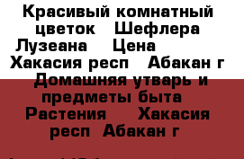 Красивый комнатный цветок   Шефлера Лузеана. › Цена ­ 1 000 - Хакасия респ., Абакан г. Домашняя утварь и предметы быта » Растения   . Хакасия респ.,Абакан г.